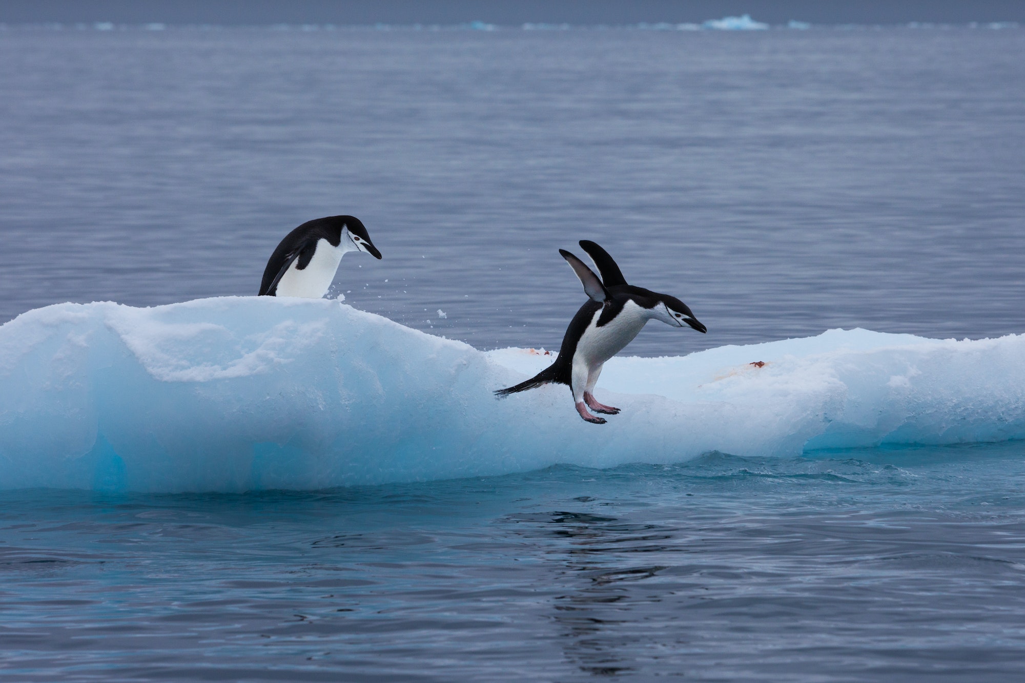 Gentoo penguins on an iceberg, Antarctica