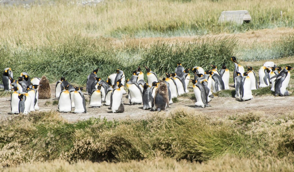 Penguins Tierra del Fuego