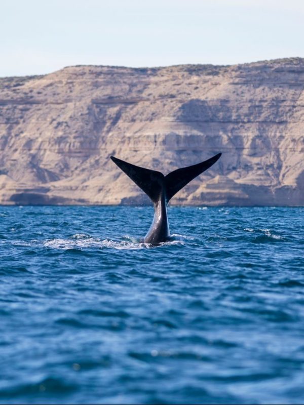 Patagonia Tours - Southern Right Whale