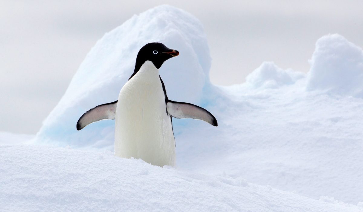 Adelie Penguin on ice floe in the southern ocean, 180 miles north of East Antarctica, Antarctica