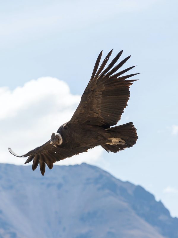 Condor n the Andes - Patagonia Tours Birdwatching