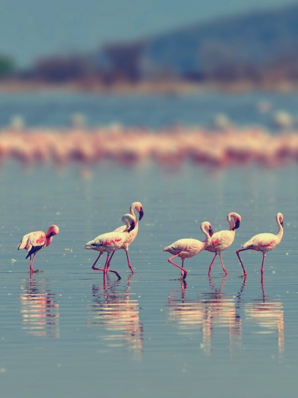 Flamingos