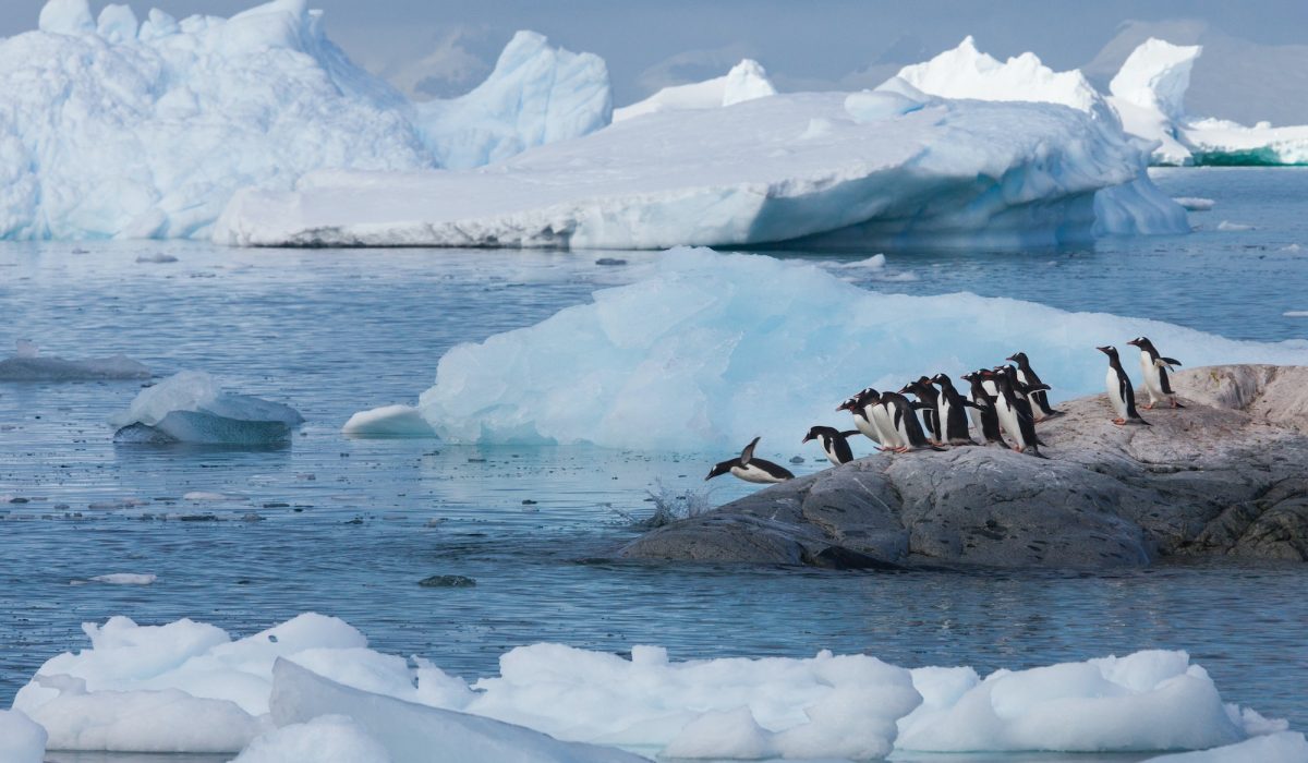 Gentoo penguins, Antarctica