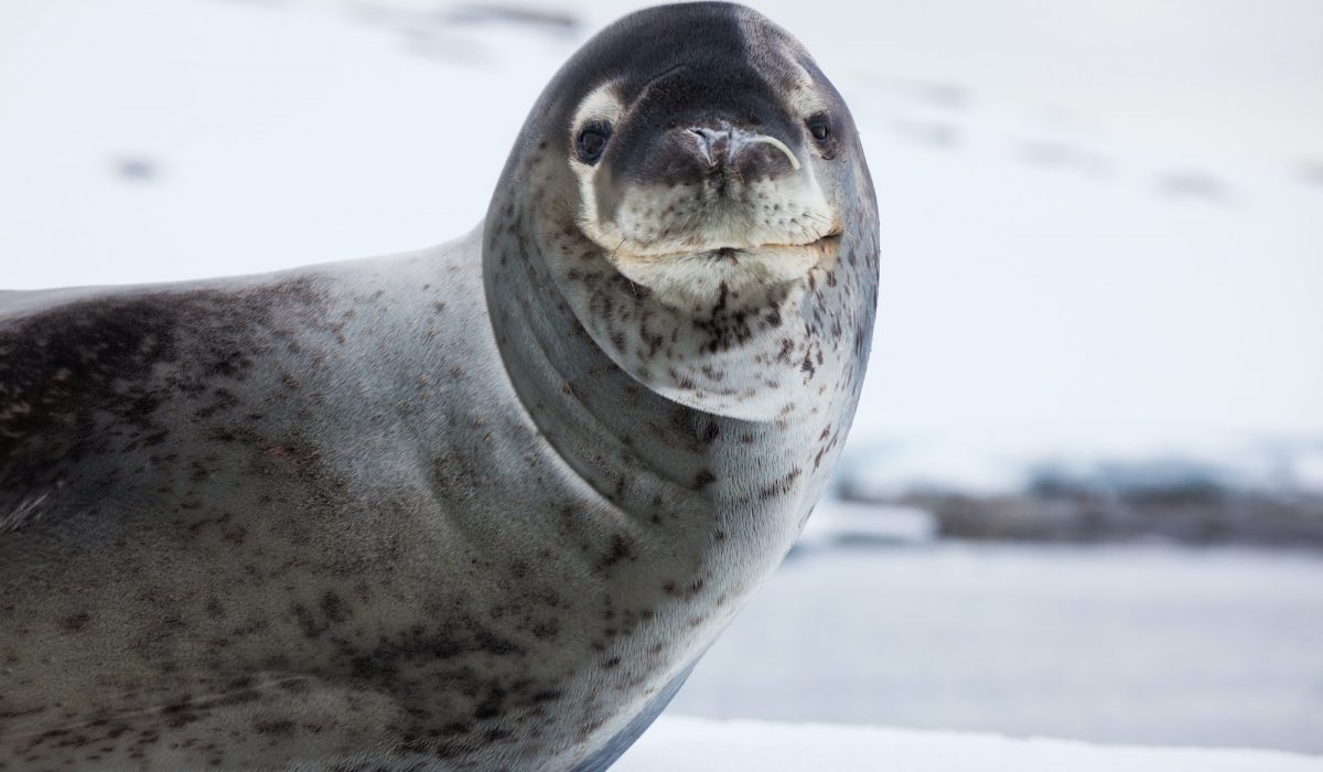 Leopard seal, Antarctica