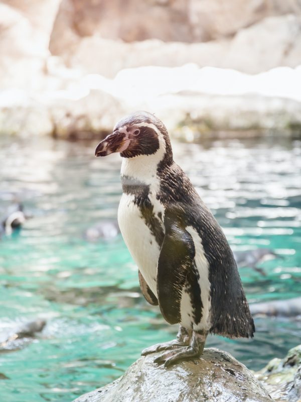 Portrait of a penguin on a rock - Patagonia Tours